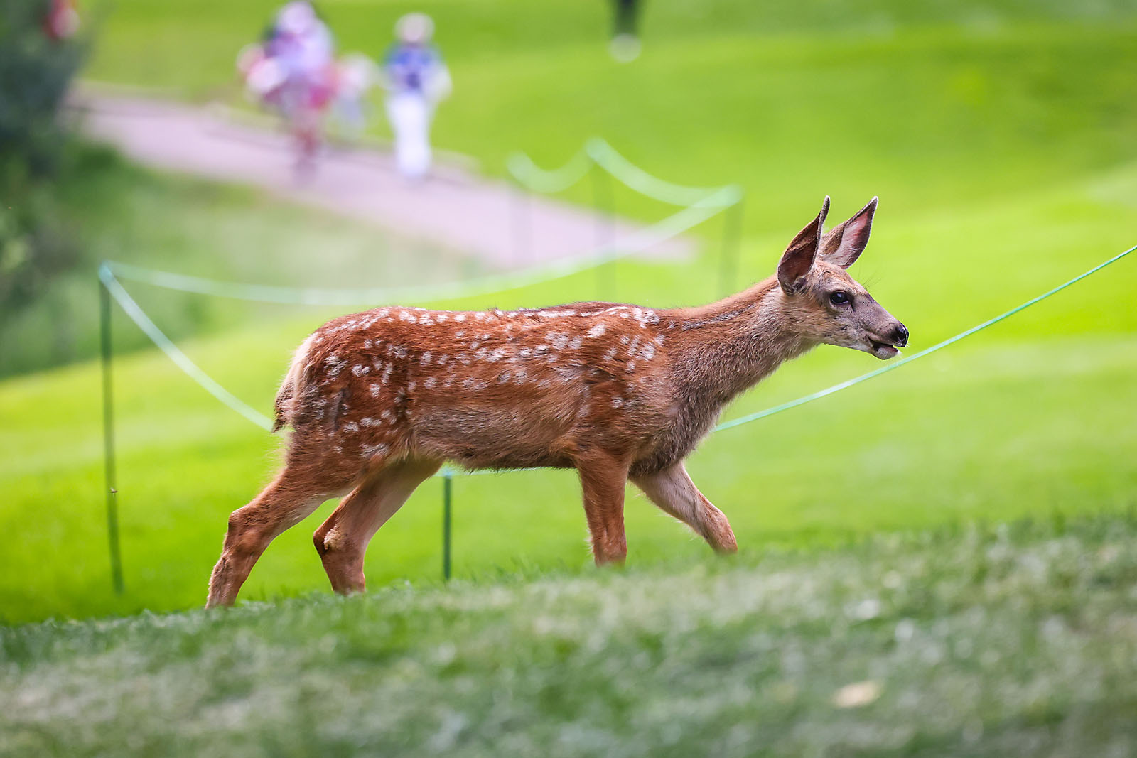 golf sports photographer sergei belski photo