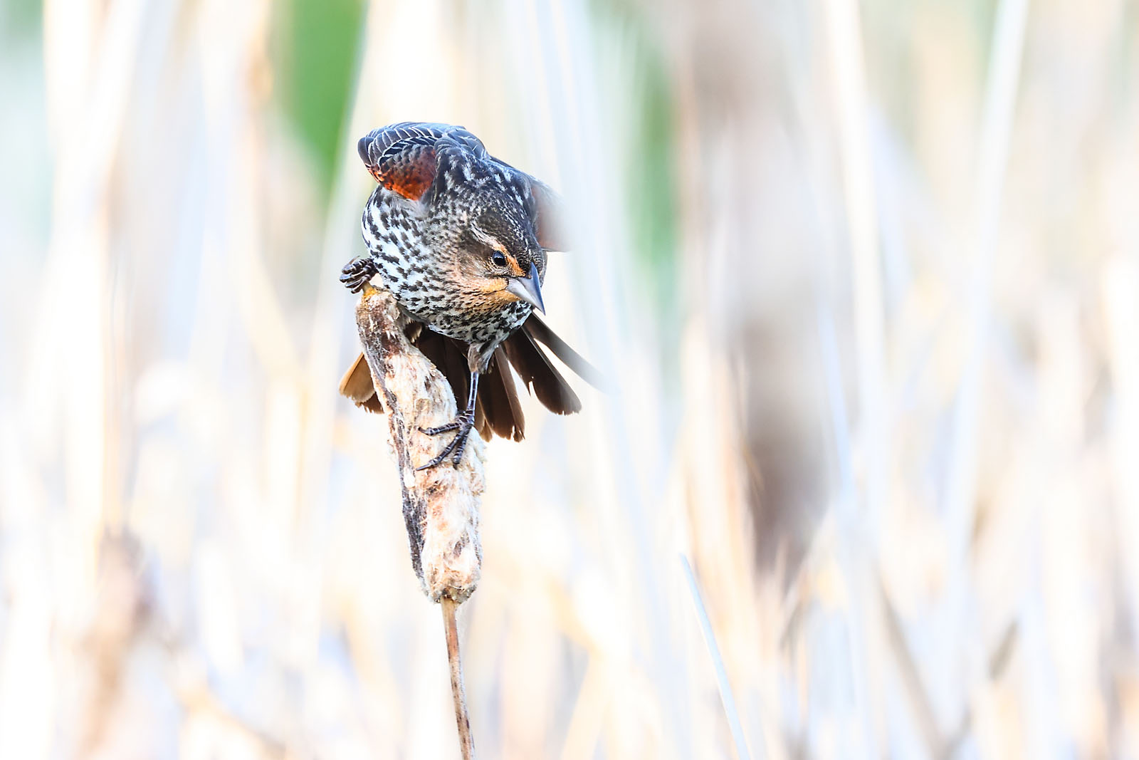 wildlife photographer sergei belski photo
