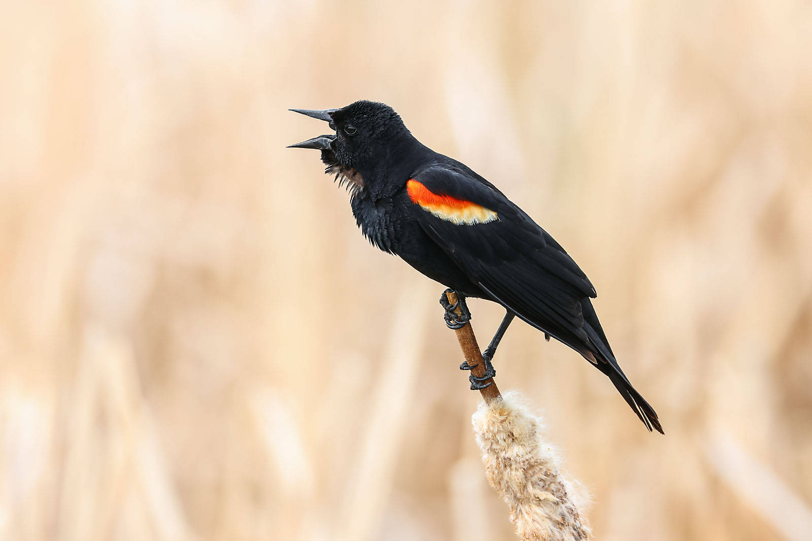 wildlife photographer sergei belski photo