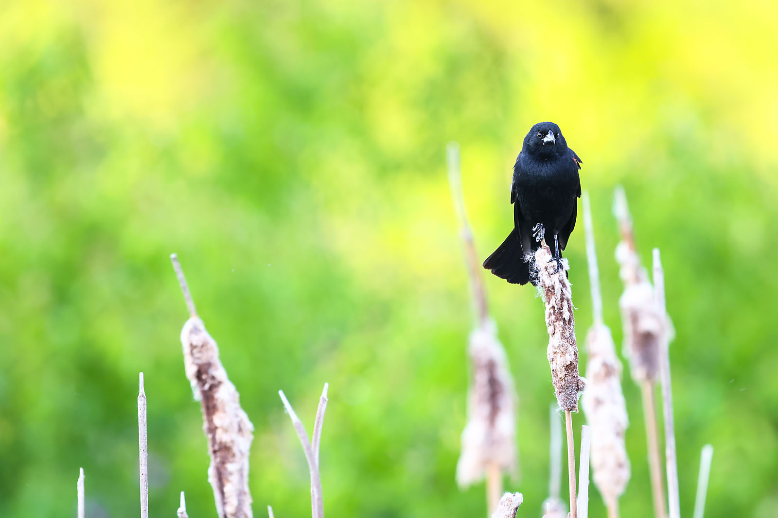 wildlife photographer sergei belski photo