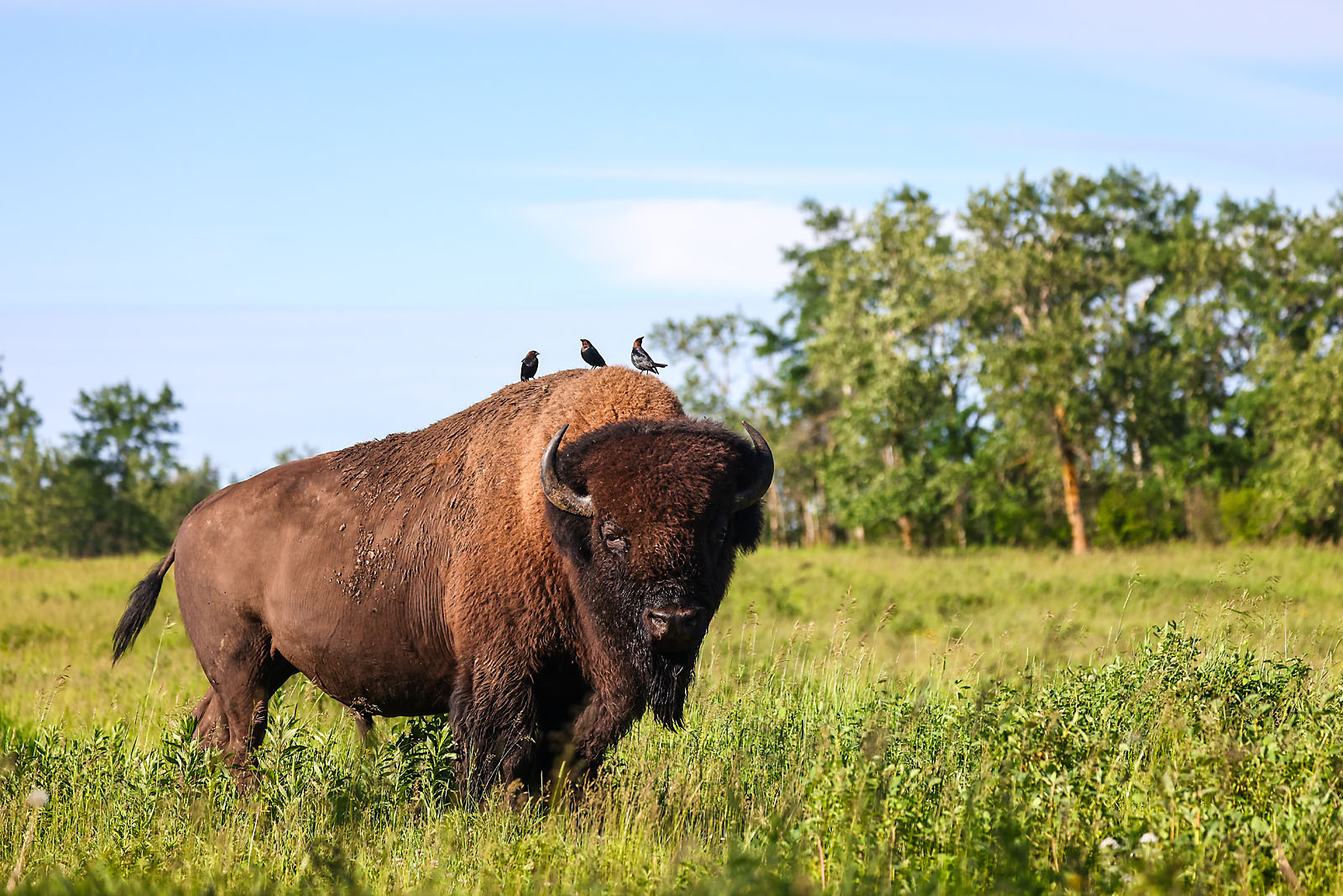 wildlife photographer sergei belski photo