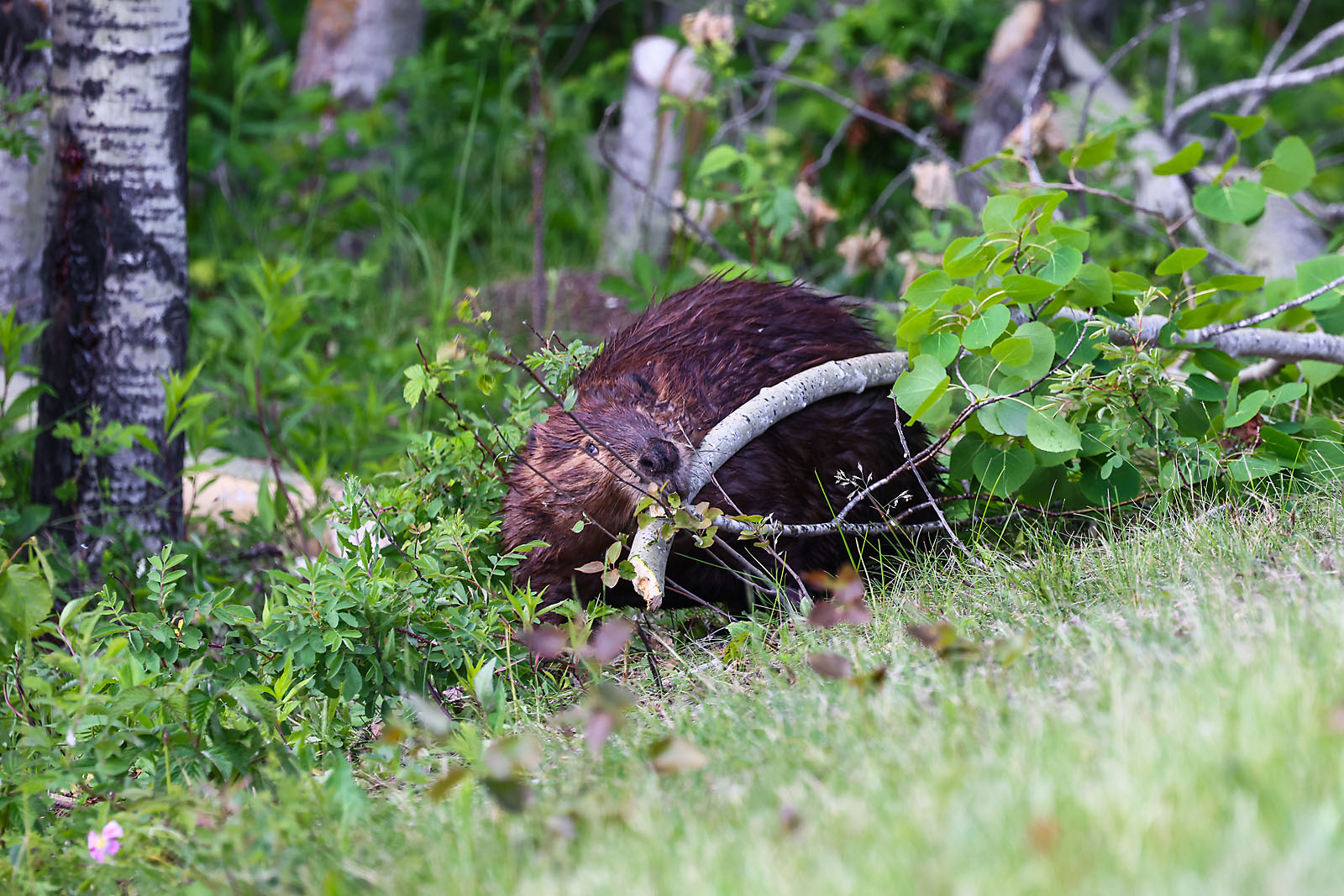 wildlife photographer sergei belski photo