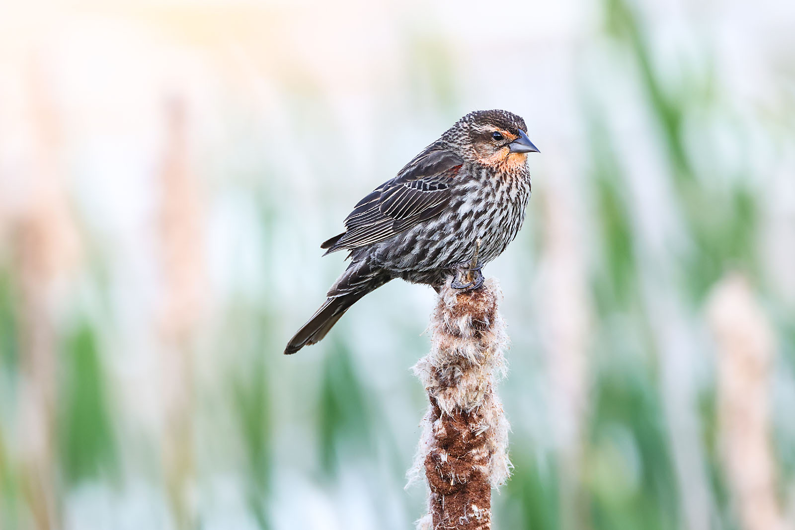 wildlife photographer sergei belski photo