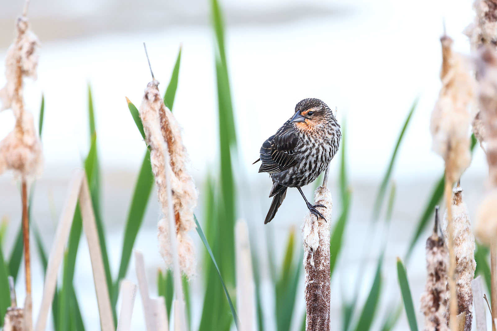 wildlife photographer sergei belski photo
