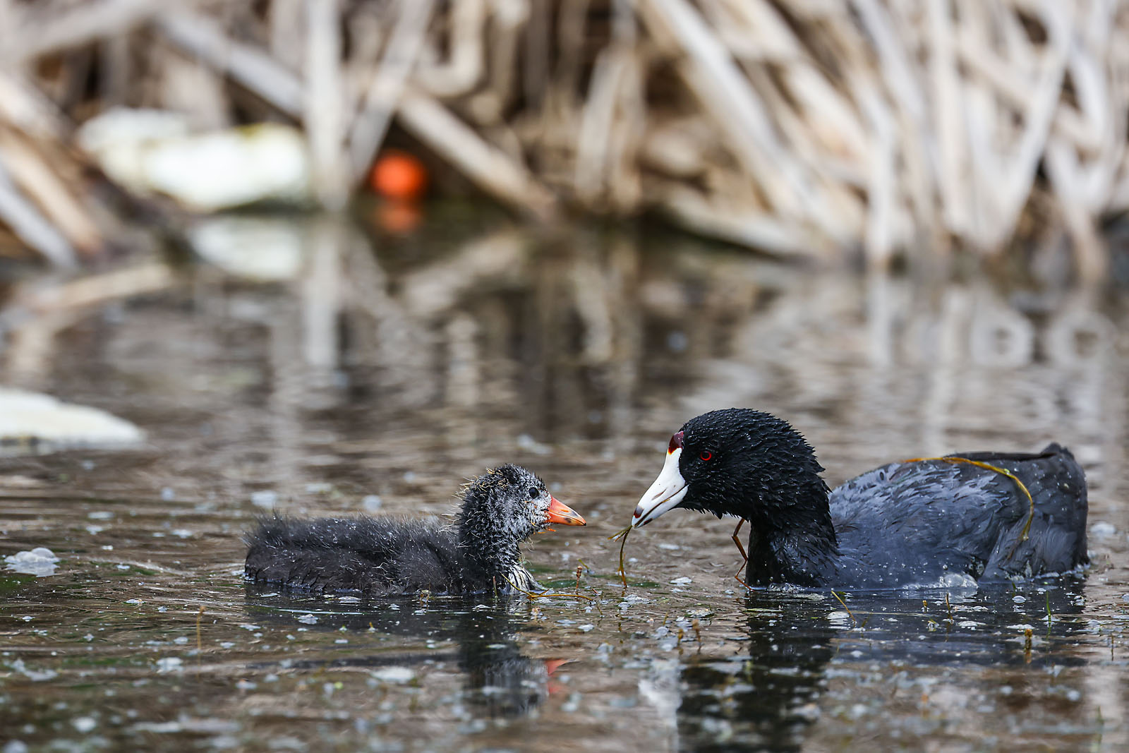 wildlife photographer sergei belski photo
