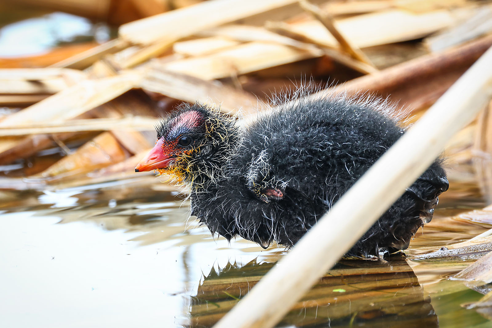 wildlife photographer sergei belski photo