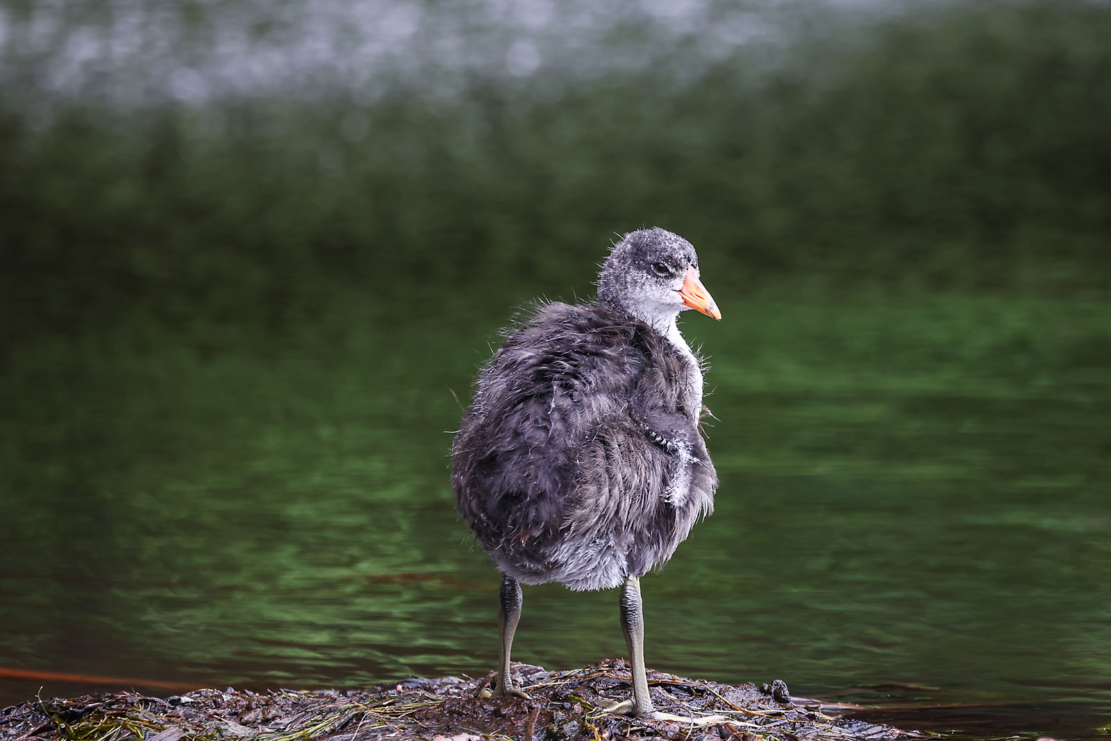 wildlife photographer sergei belski photo