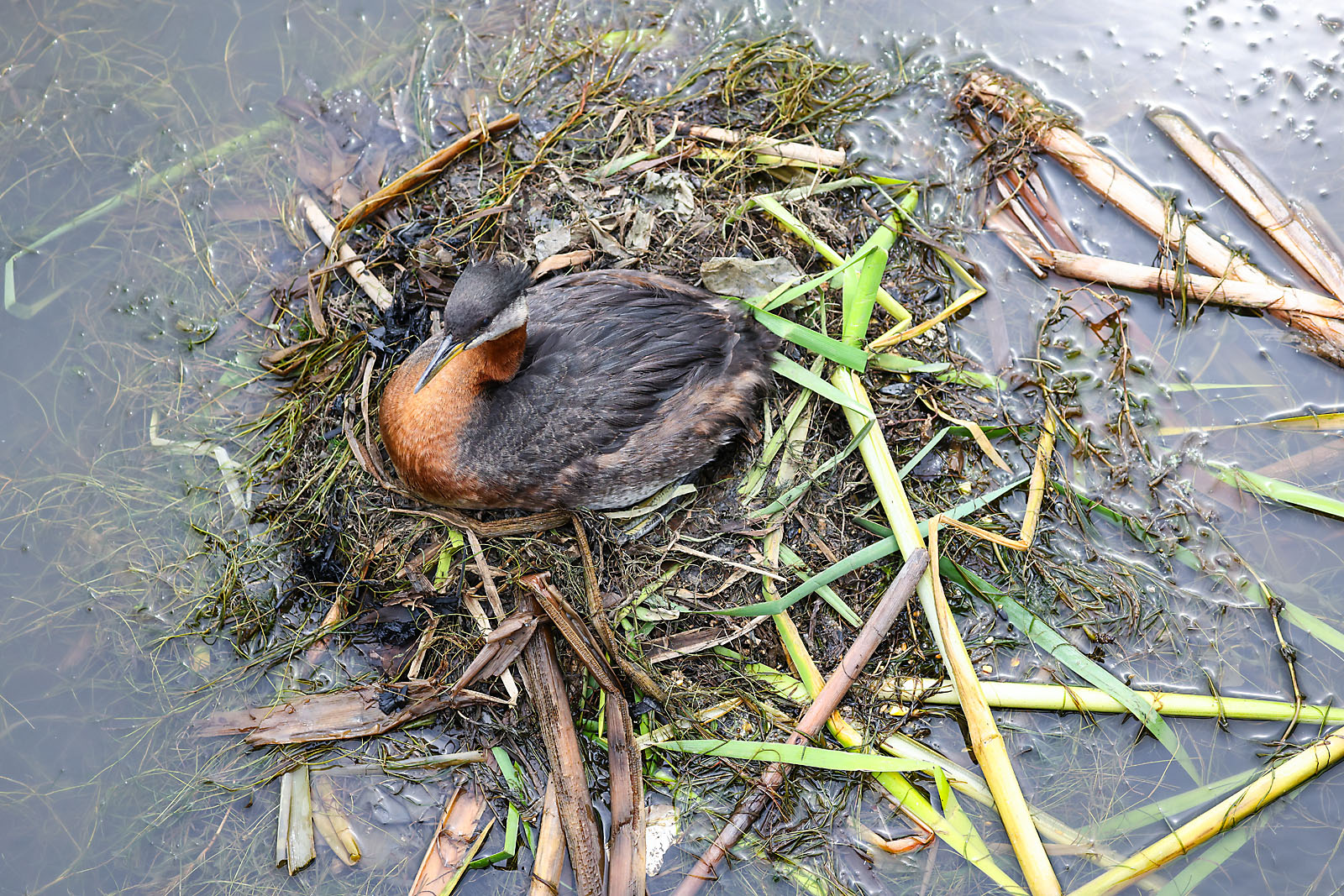 wildlife photographer sergei belski photo