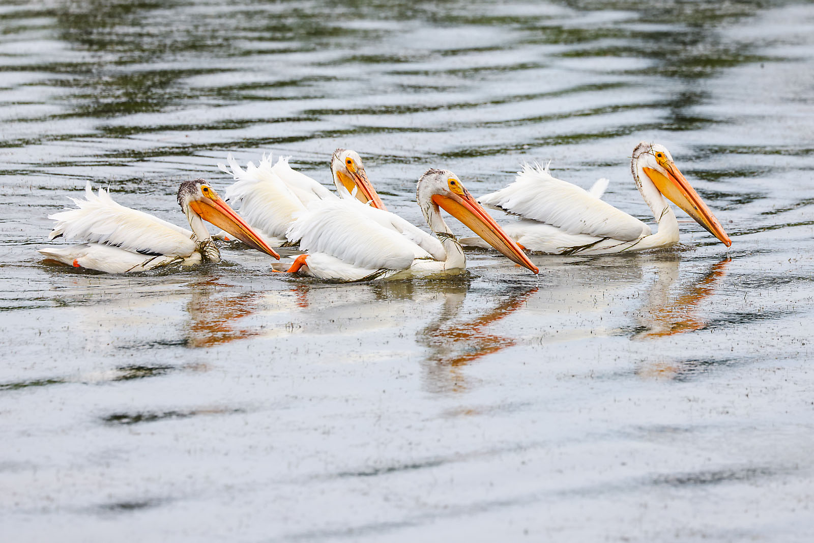 wildlife photographer sergei belski photo