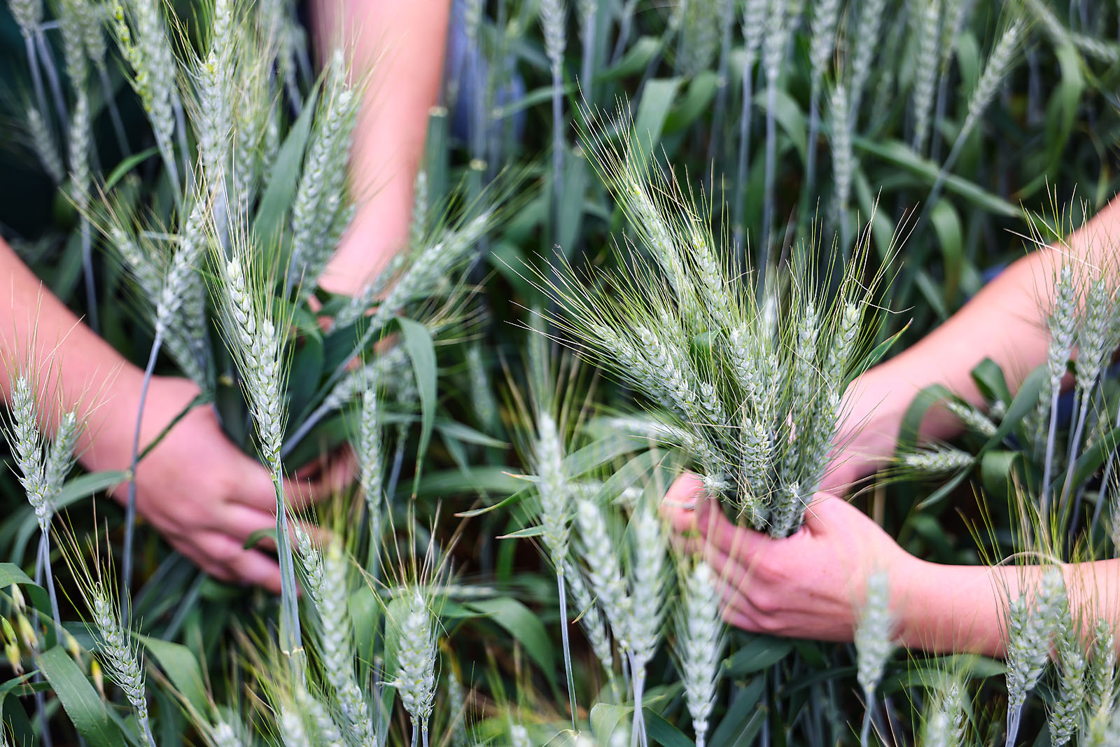 olds college commercial calgary photographer sergei belski photo