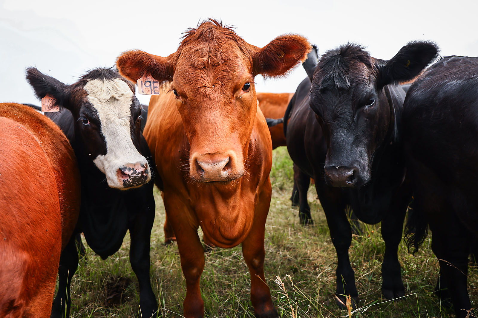 olds college commercial calgary photographer sergei belski photo