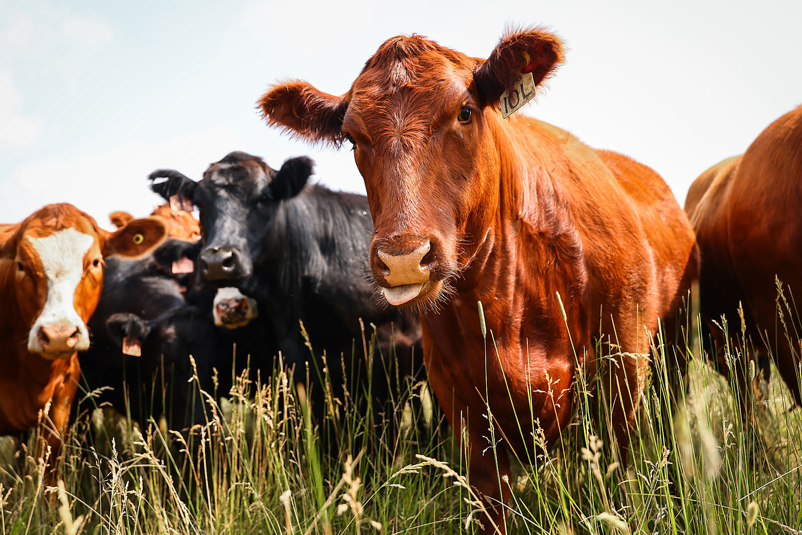 olds college commercial calgary photographer sergei belski photo