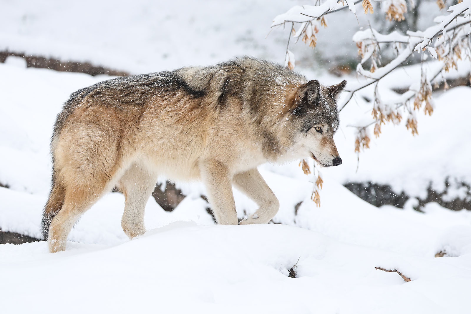 calgary zoo wildlife photographer sergei belski photo