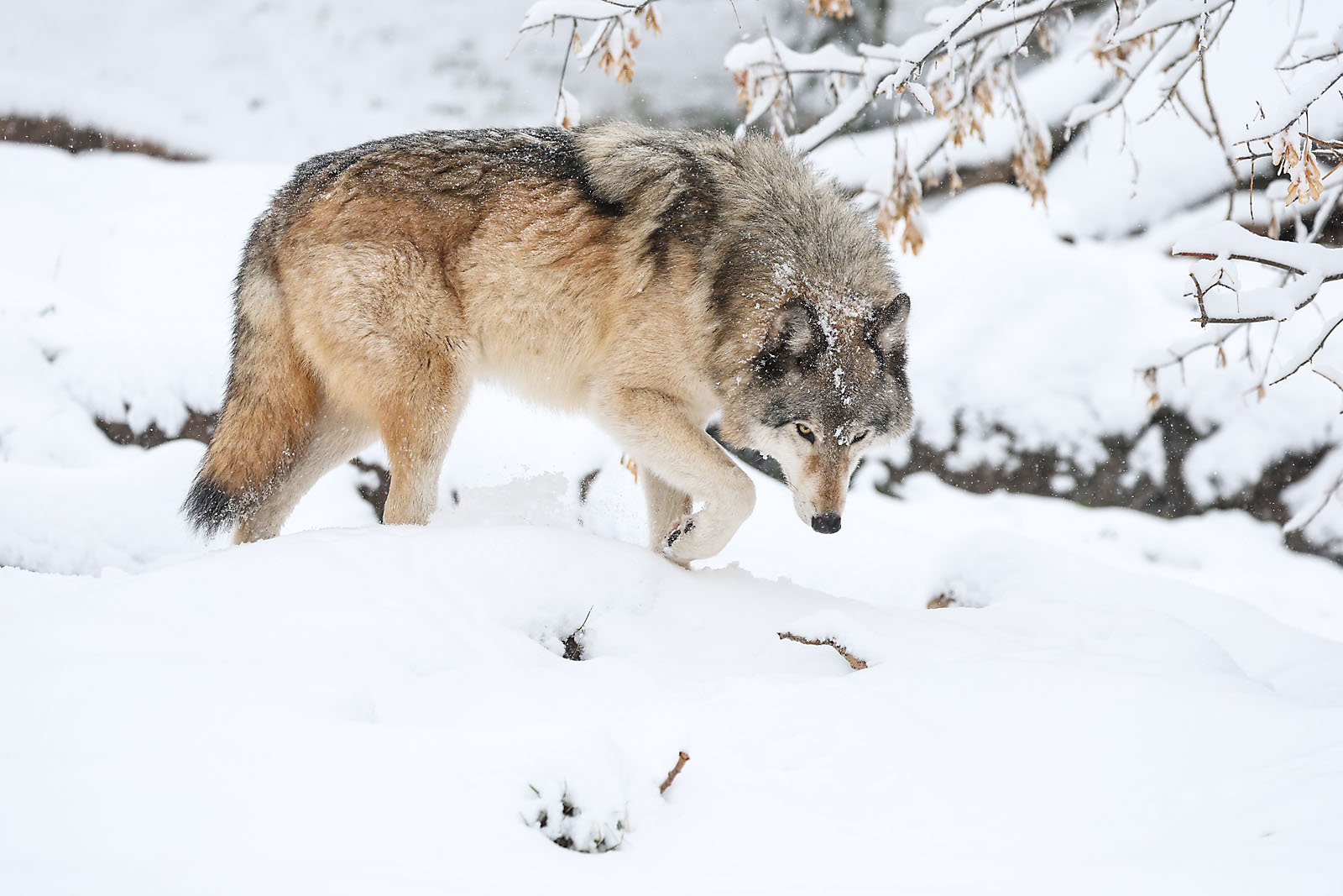 calgary zoo wildlife photographer sergei belski photo