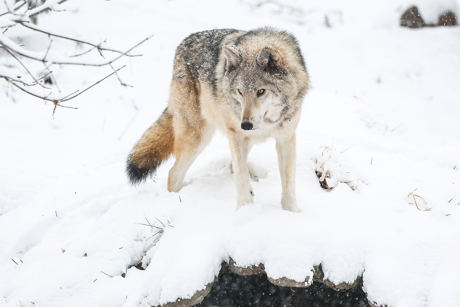 calgary zoo wildlife photographer sergei belski photo