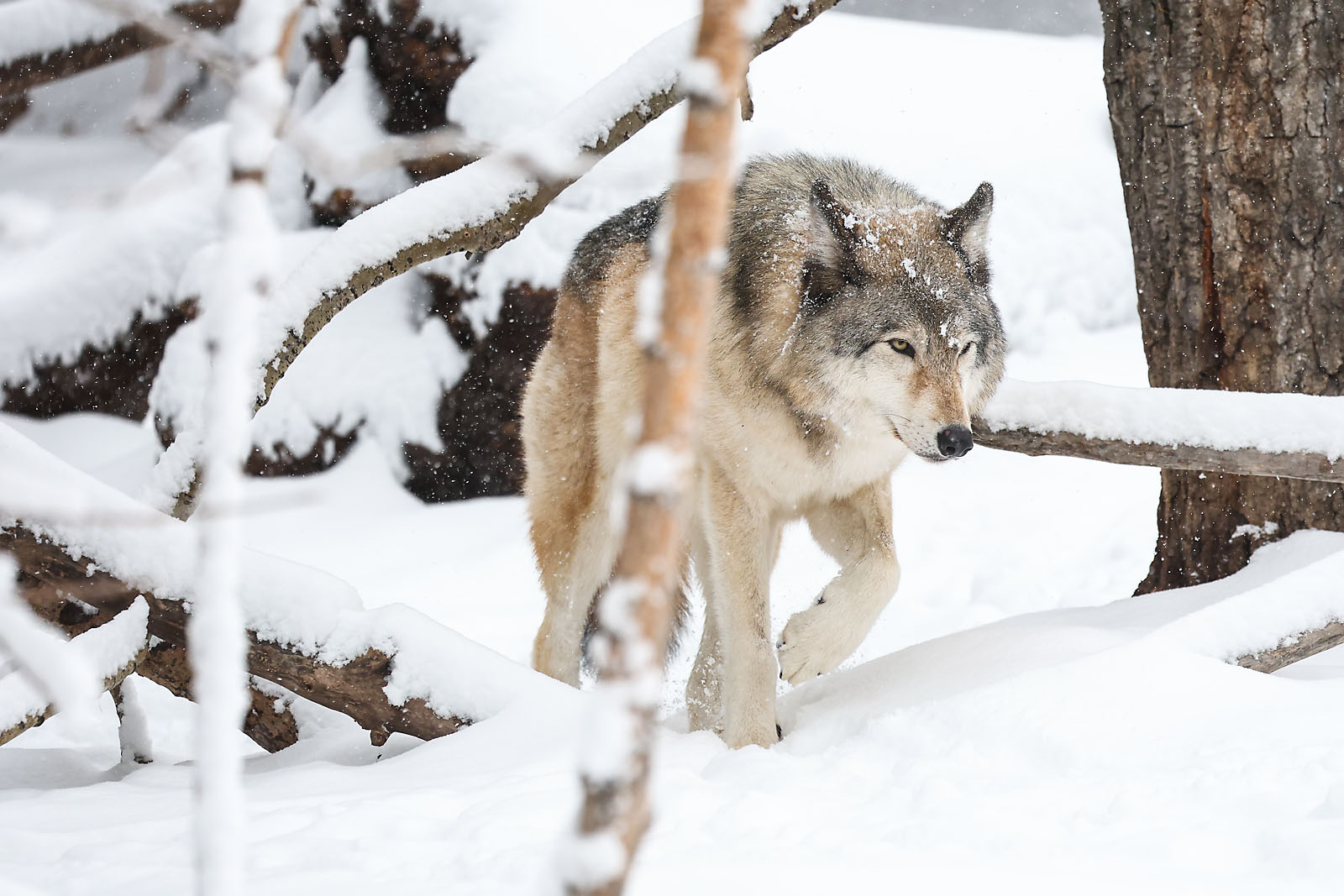 calgary zoo wildlife photographer sergei belski photo