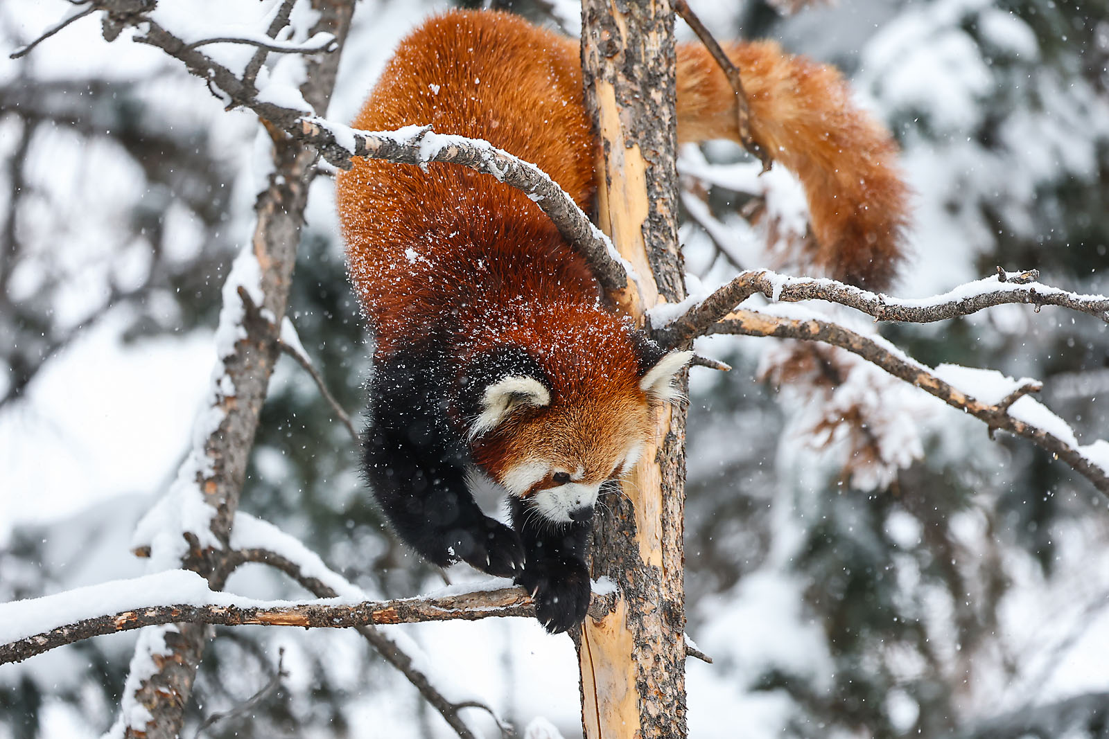 calgary zoo wildlife photographer sergei belski photo