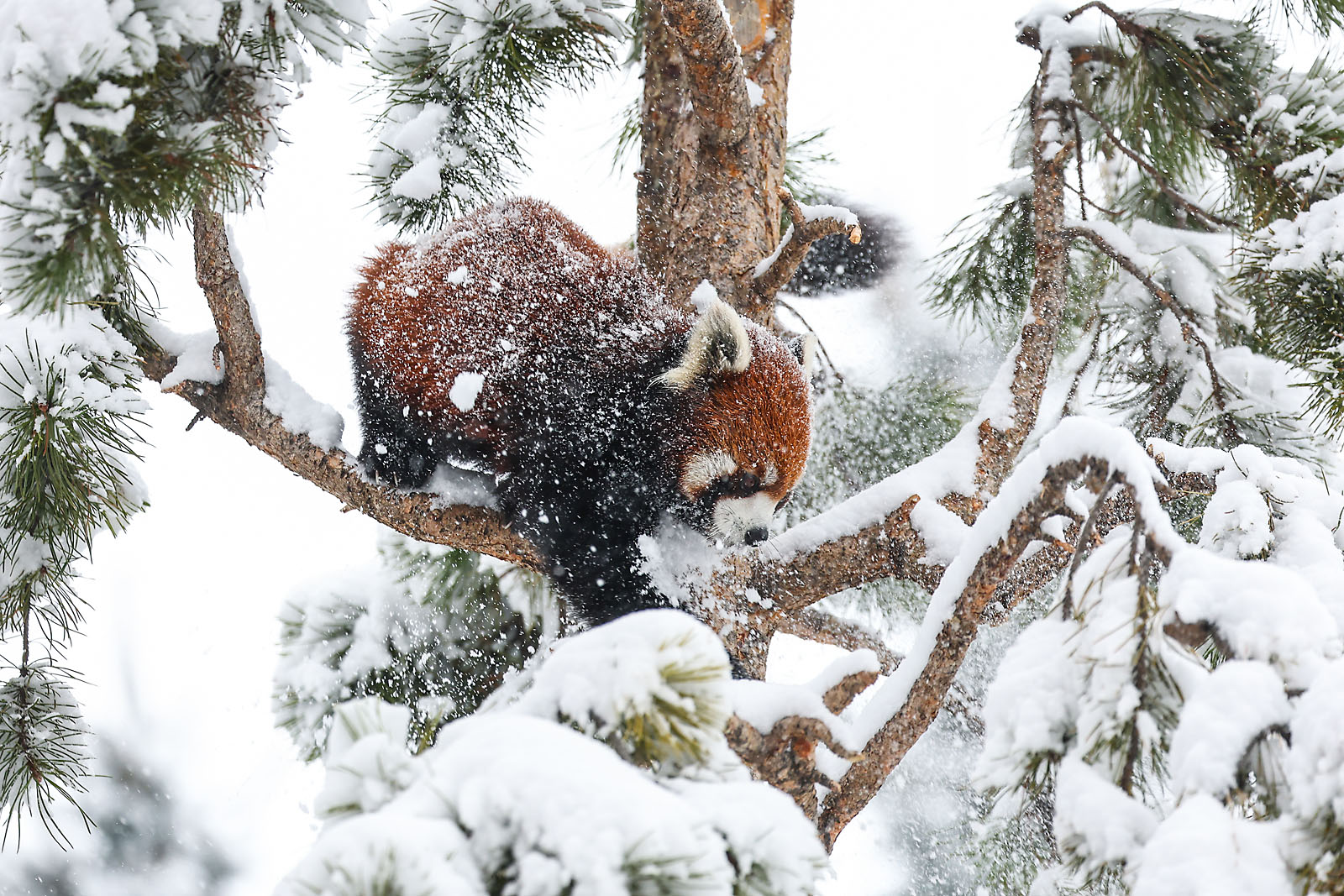 calgary zoo wildlife photographer sergei belski photo