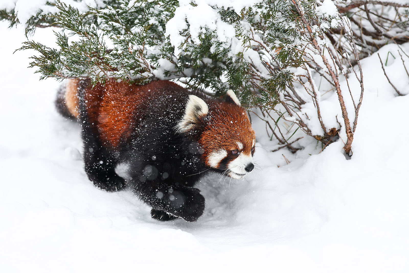 calgary zoo wildlife photographer sergei belski photo
