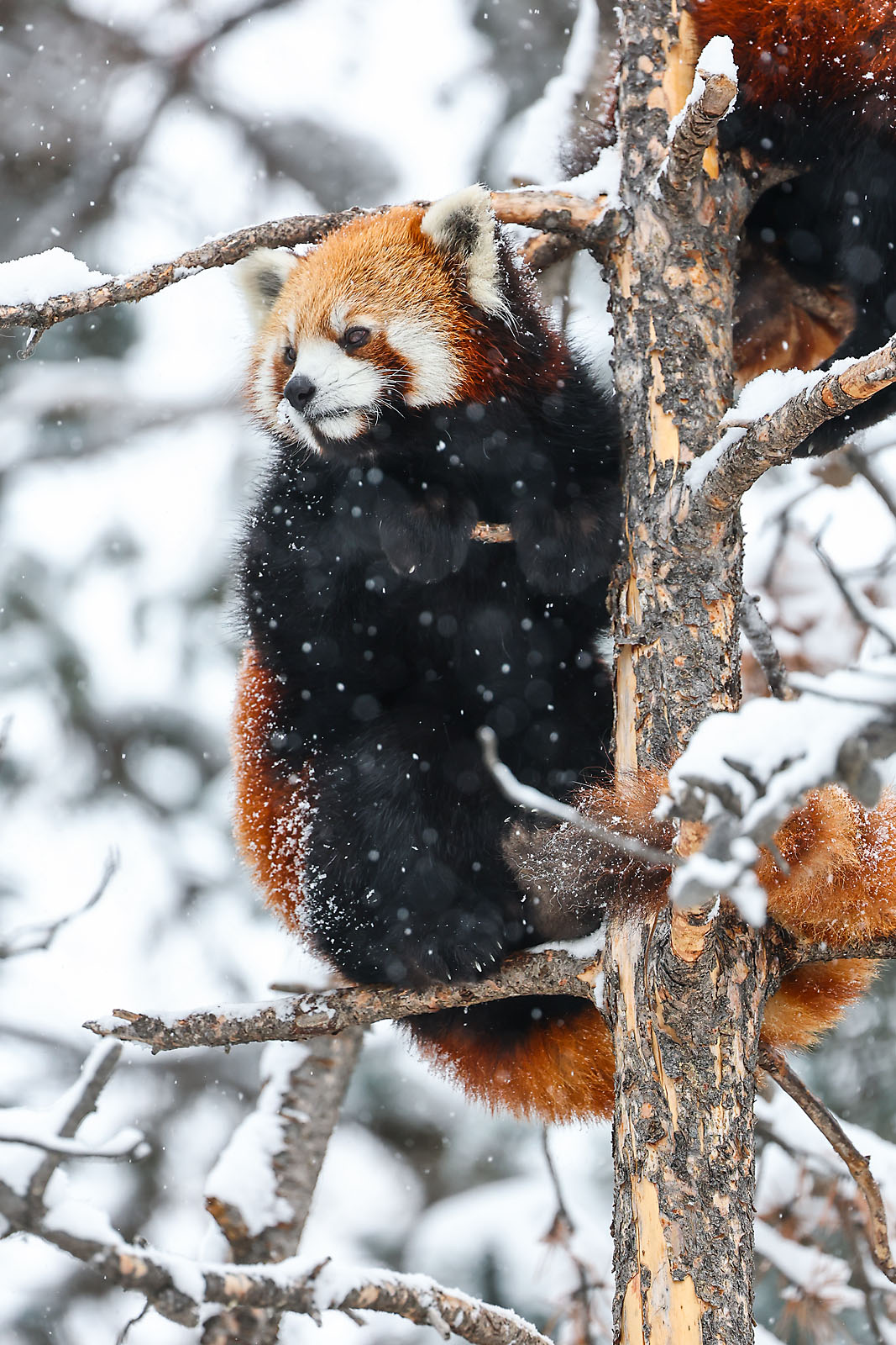 calgary zoo wildlife photographer sergei belski photo