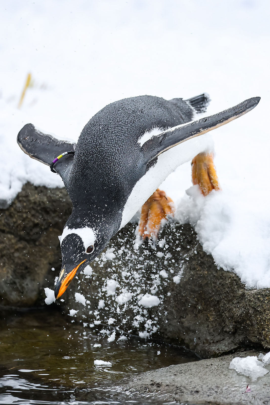 calgary zoo wildlife photographer sergei belski photo