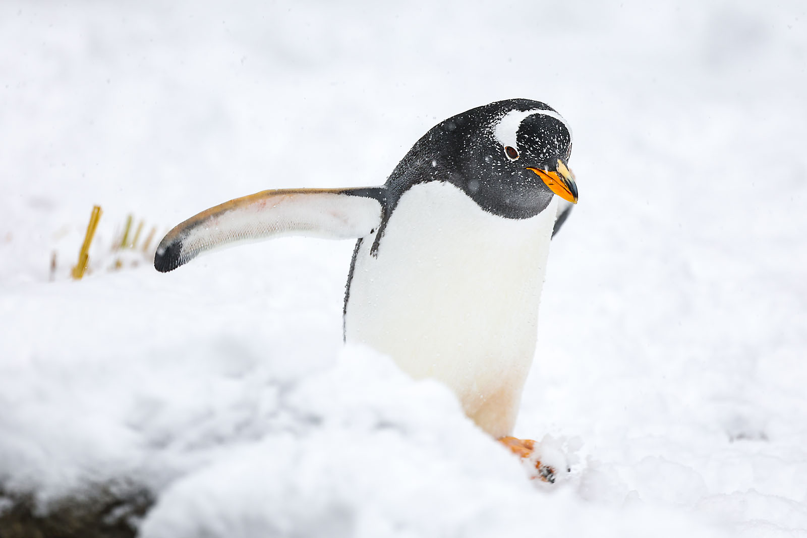 calgary zoo wildlife photographer sergei belski photo