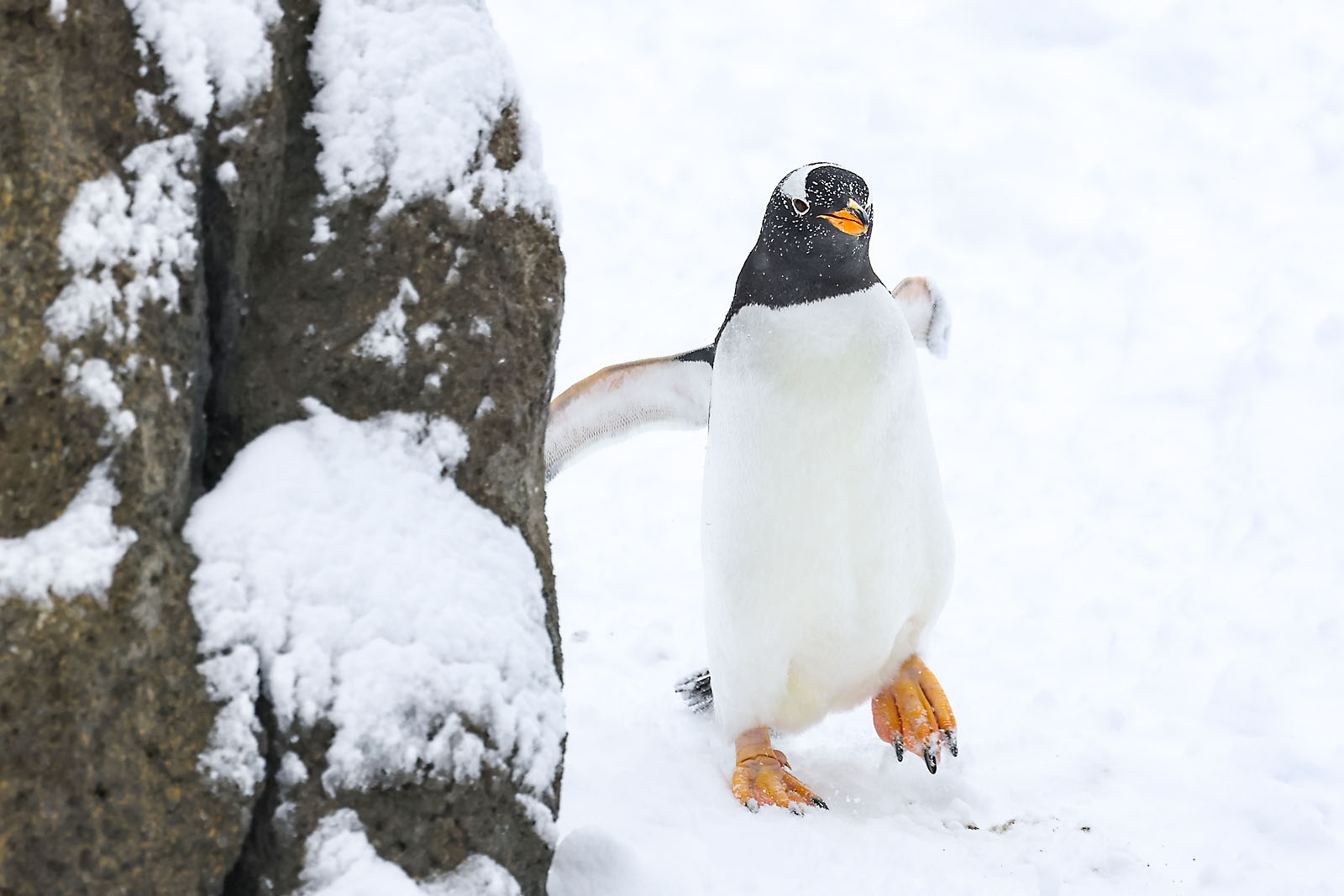 calgary zoo wildlife photographer sergei belski photo