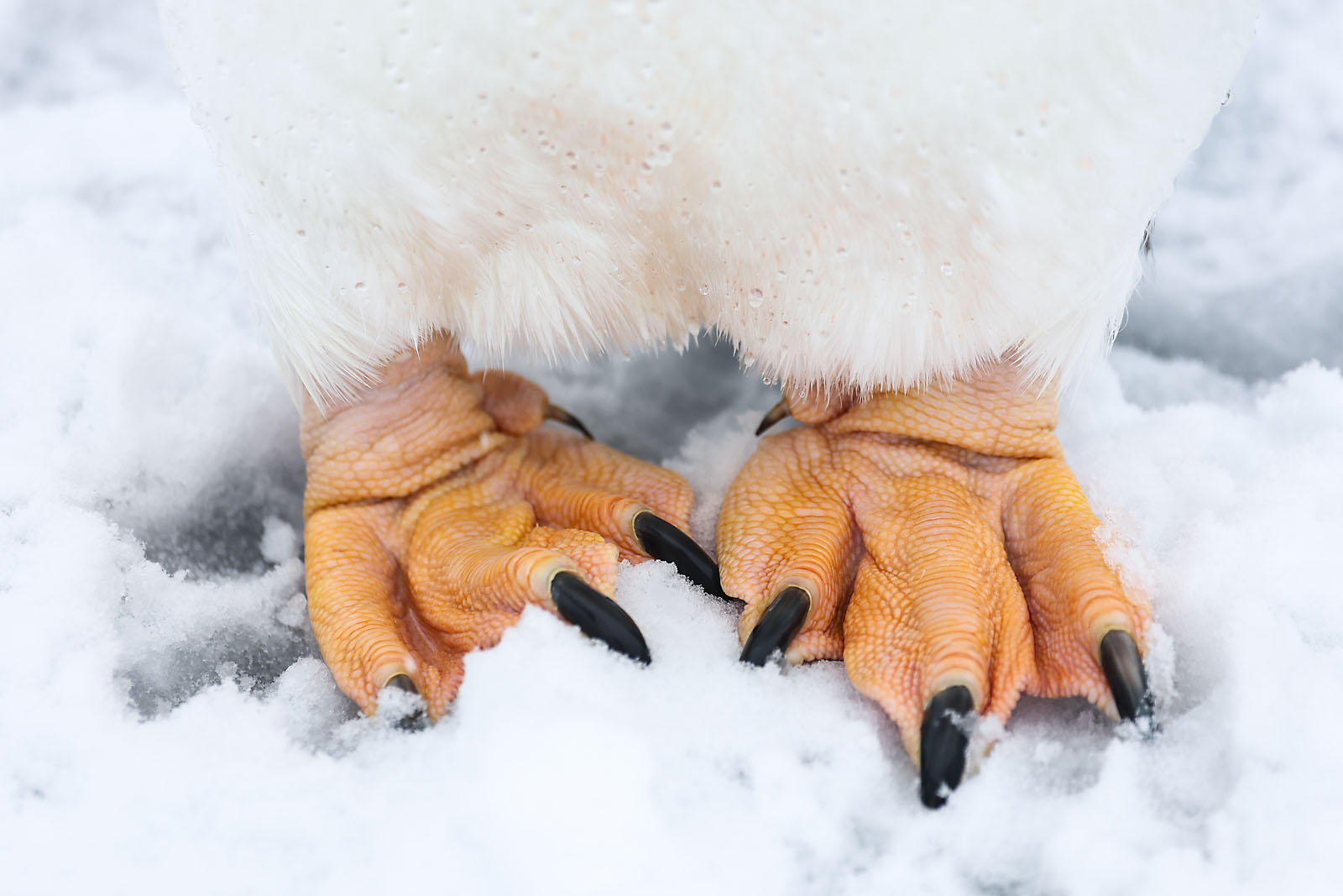 calgary zoo wildlife photographer sergei belski photo