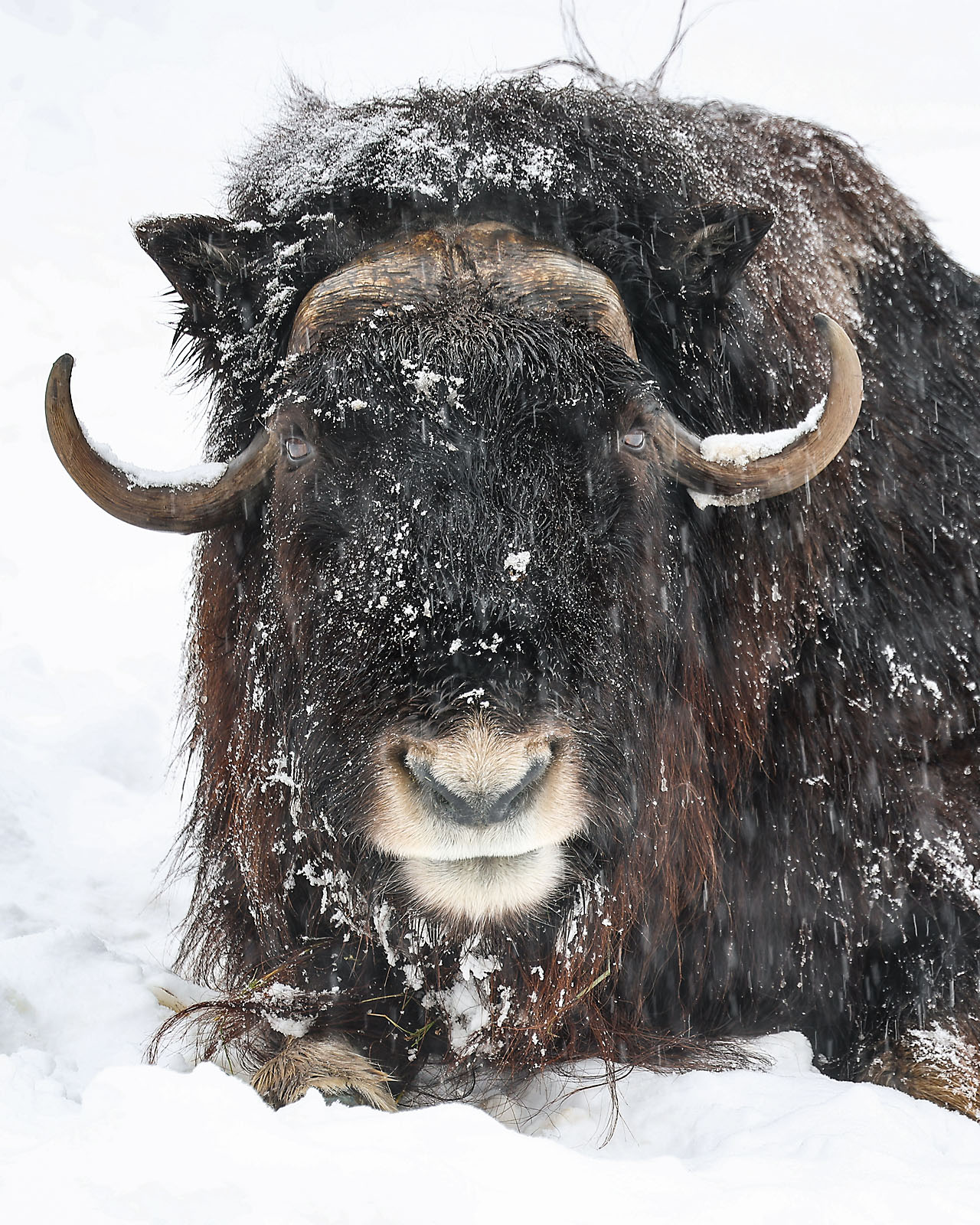 calgary zoo wildlife photographer sergei belski photo