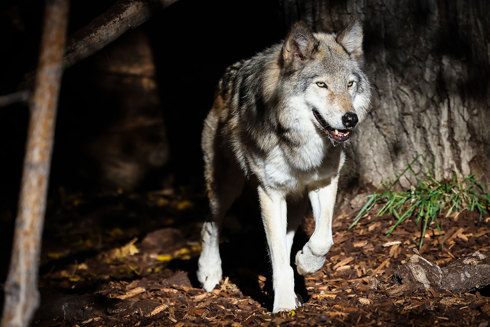 calgary zoo wildlife photographer sergei belski photo