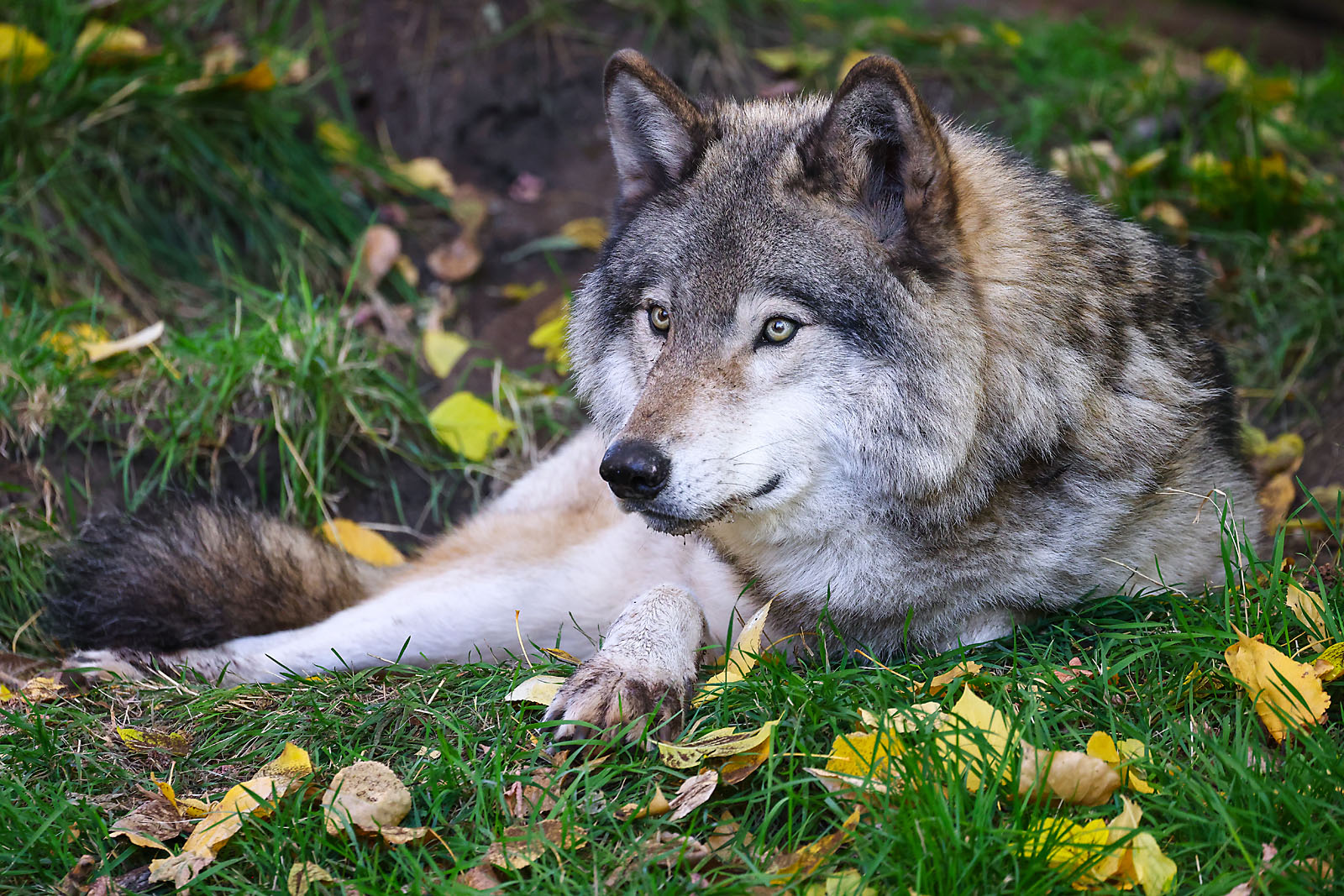 calgary zoo wildlife photographer sergei belski photo