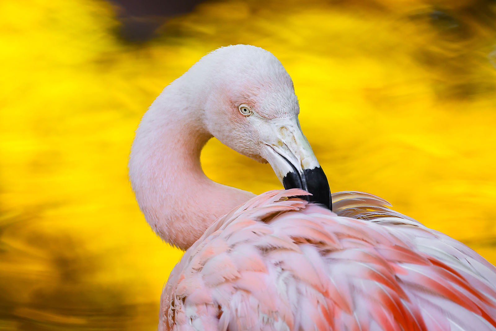 calgary zoo wildlife photographer sergei belski photo