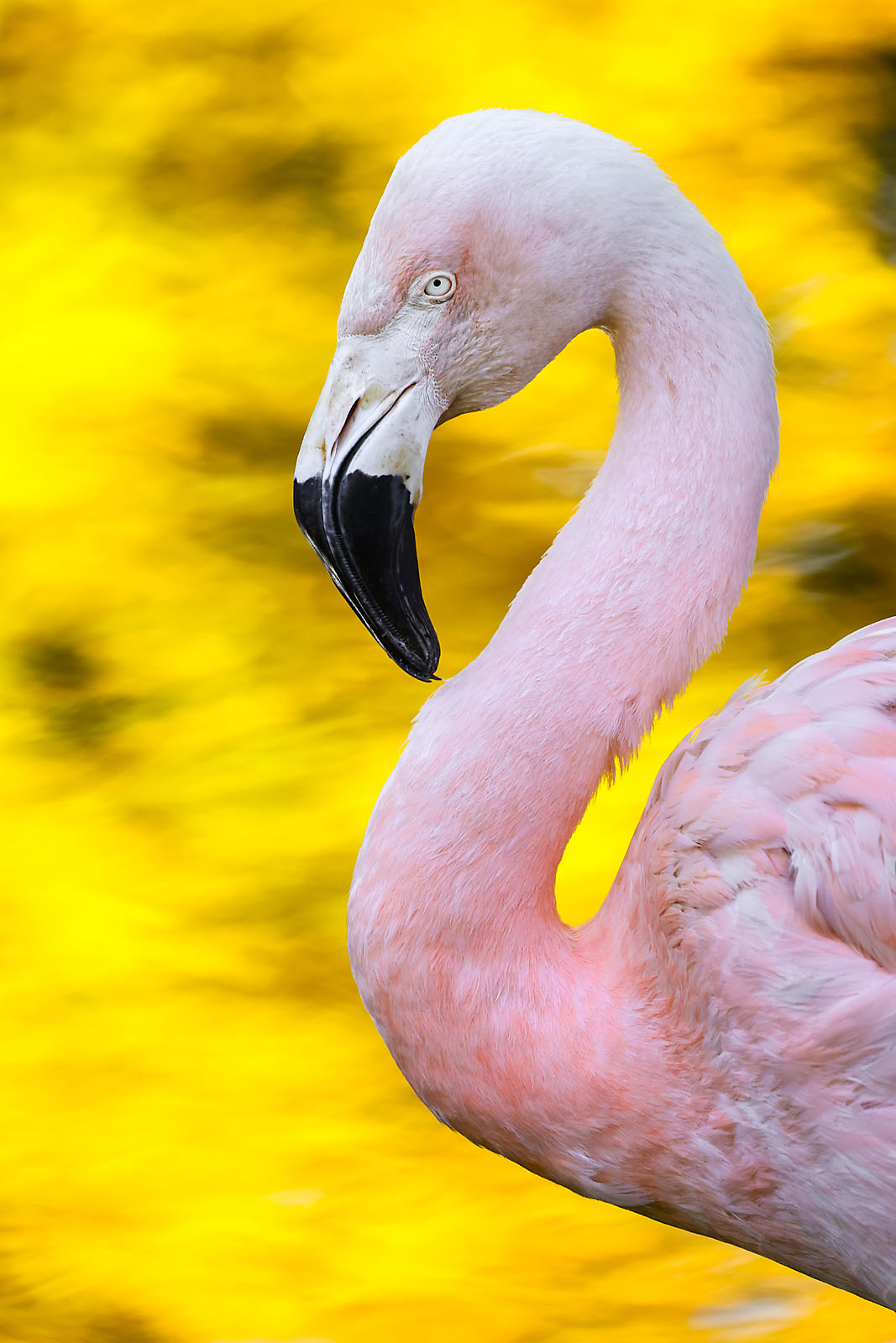 calgary zoo wildlife photographer sergei belski photo