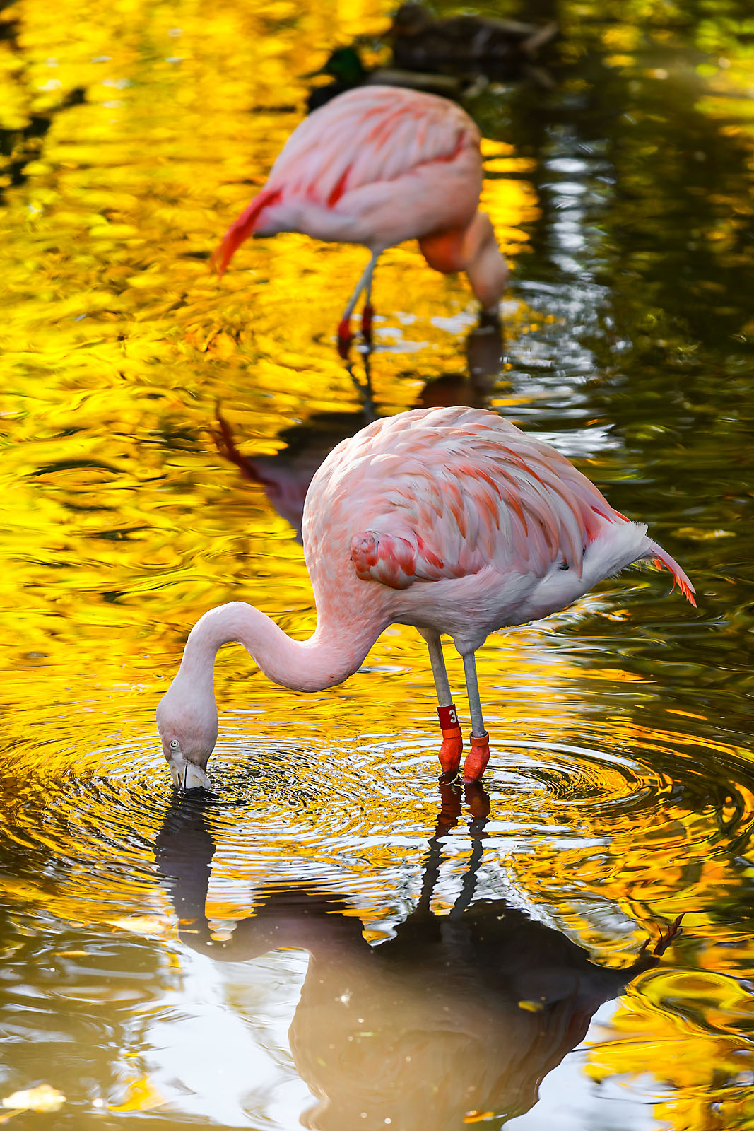 calgary zoo wildlife photographer sergei belski photo