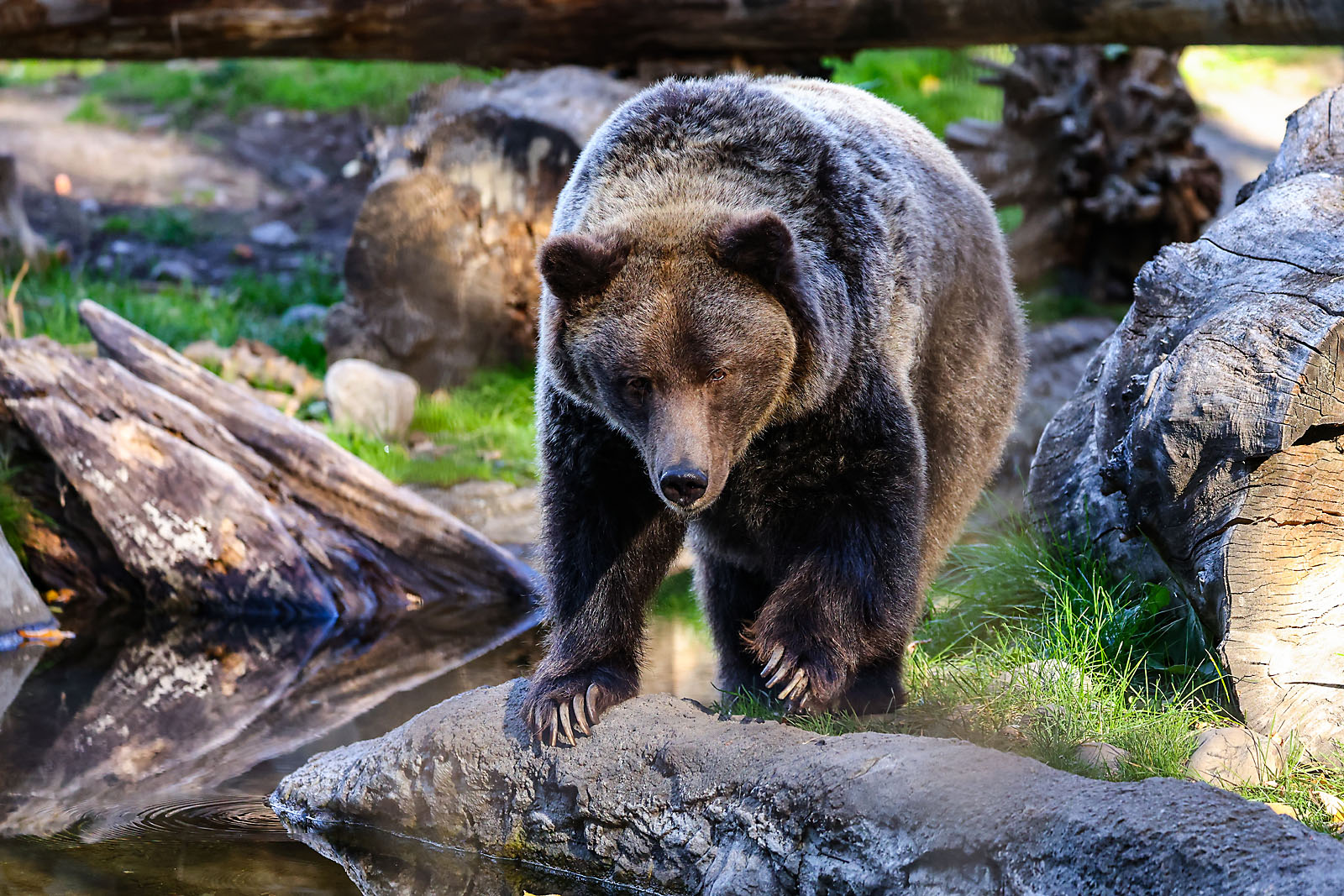 calgary zoo wildlife photographer sergei belski photo