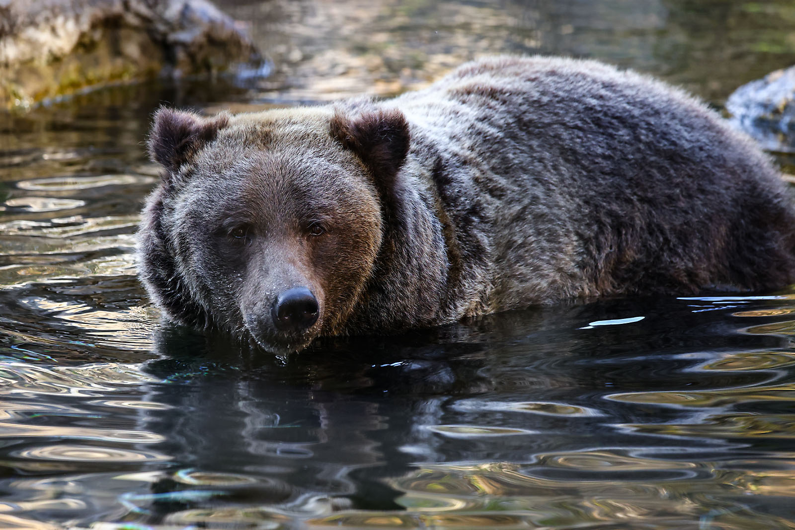 calgary zoo wildlife photographer sergei belski photo