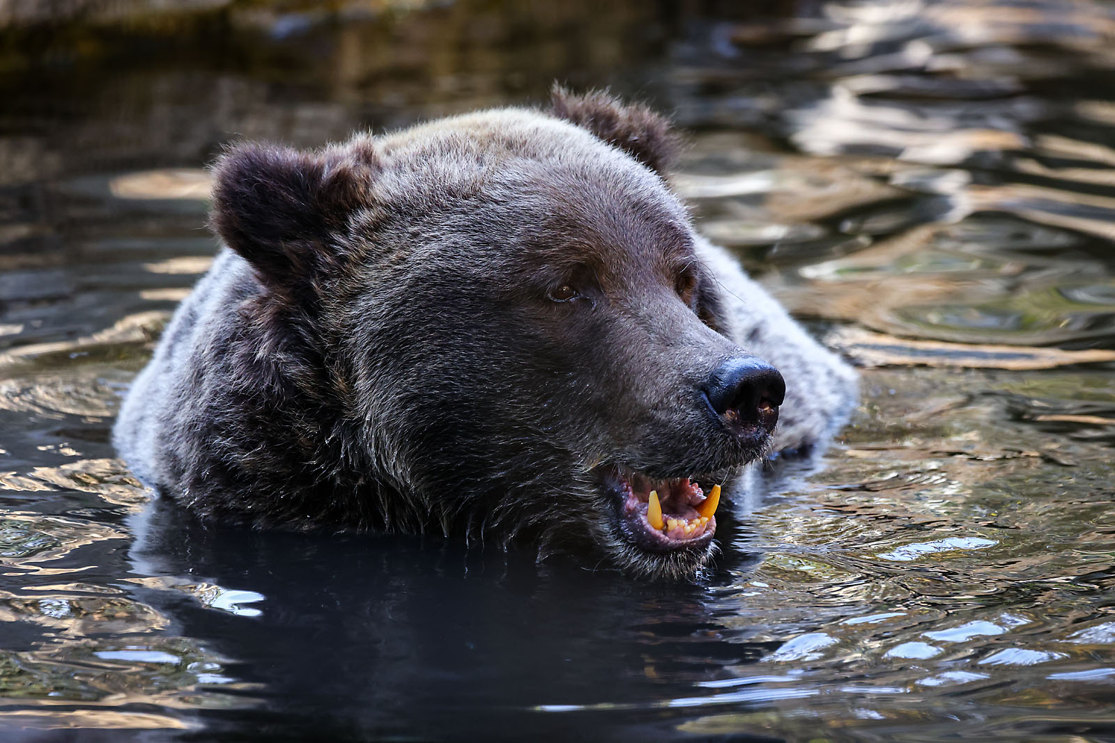 calgary zoo wildlife photographer sergei belski photo