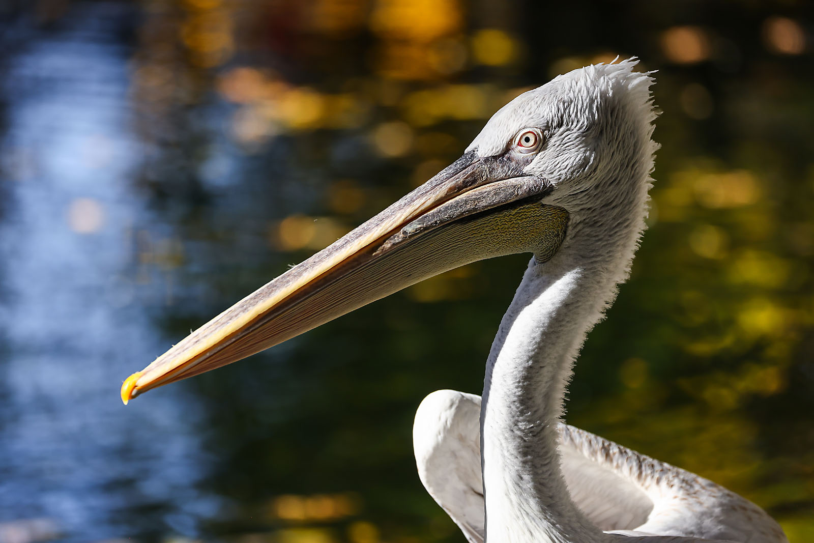 calgary zoo wildlife photographer sergei belski photo