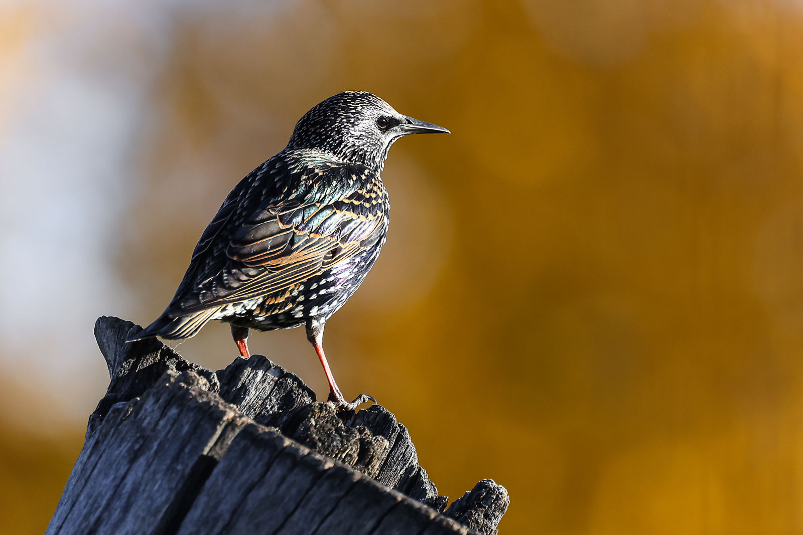 calgary zoo wildlife photographer sergei belski photo