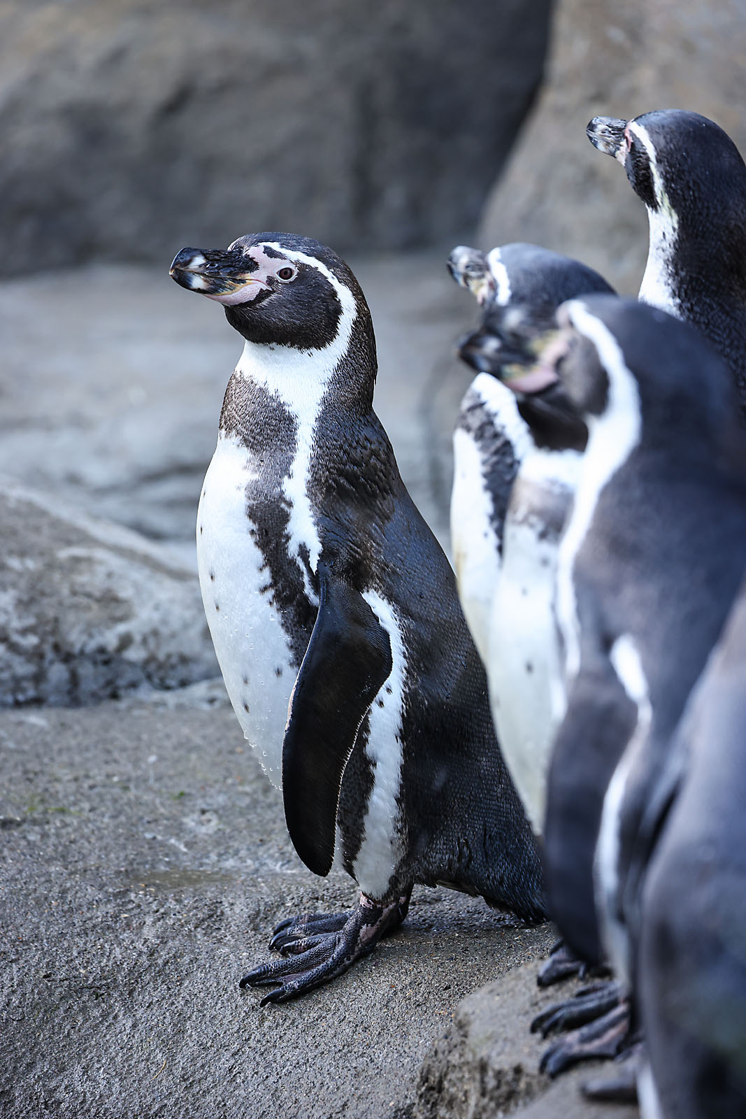 calgary zoo wildlife photographer sergei belski photo