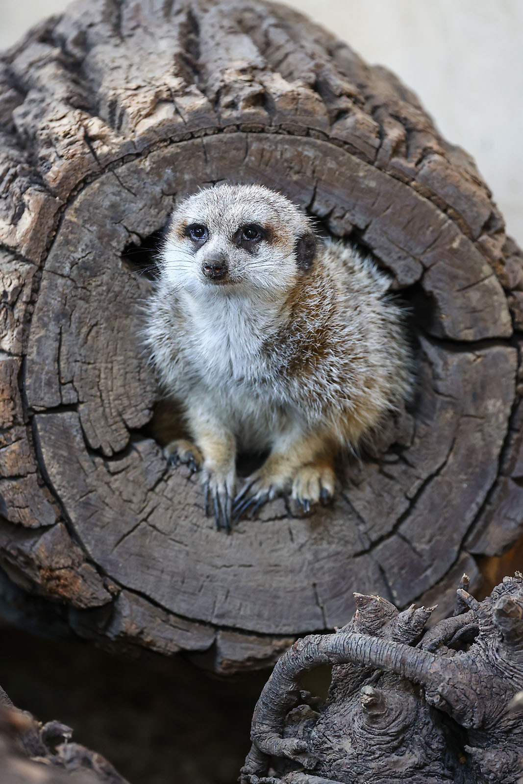 calgary zoo wildlife photographer sergei belski photo