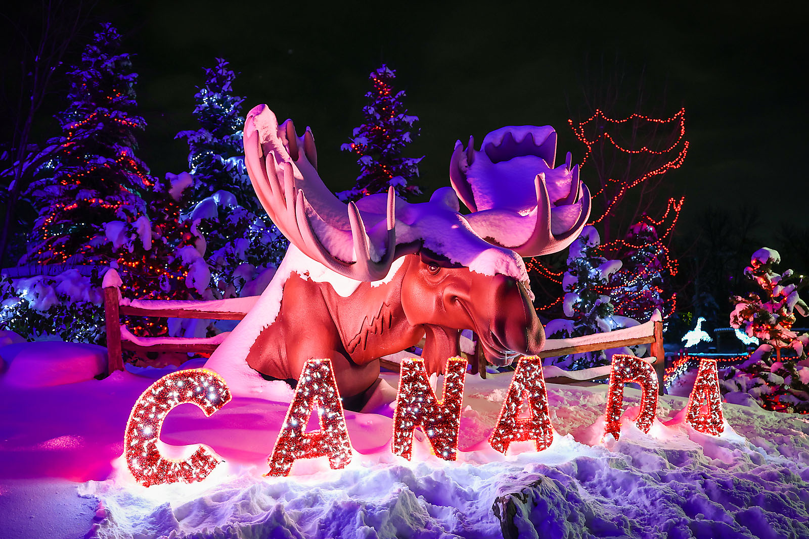 calgary zoolights event photographer sergei belski photo