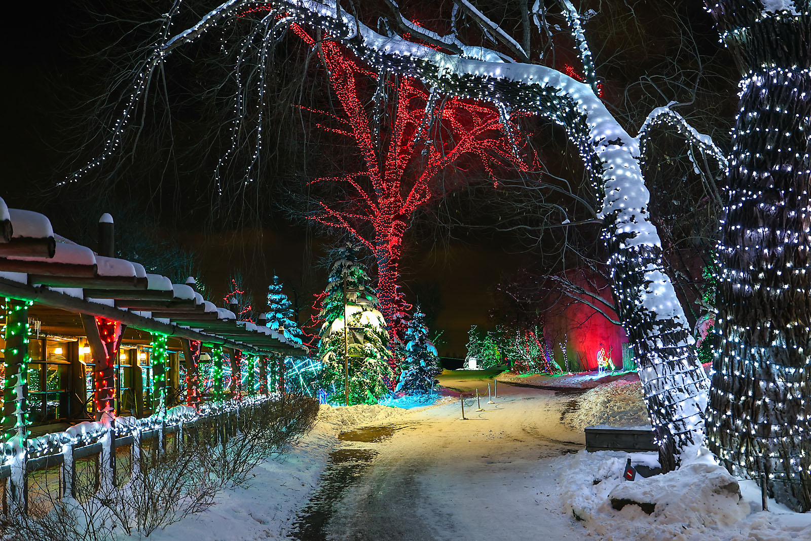 calgary zoolights event photographer sergei belski photo
