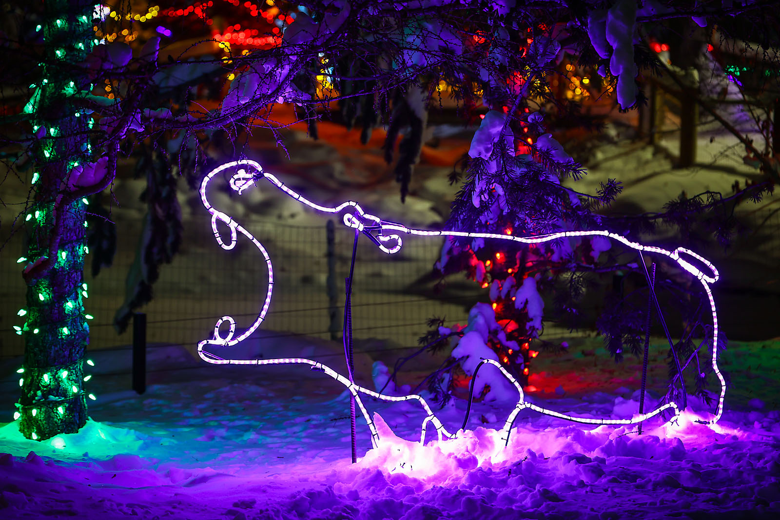 calgary zoolights event photographer sergei belski photo