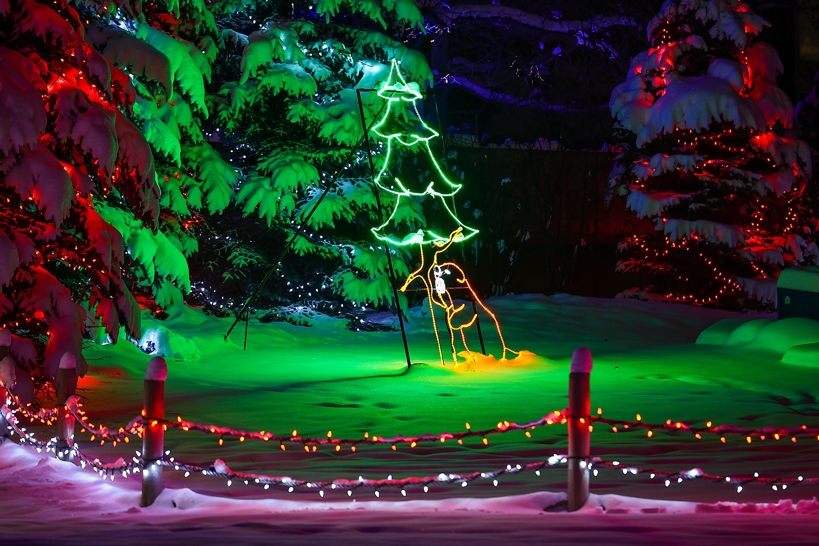 calgary zoolights event photographer sergei belski photo