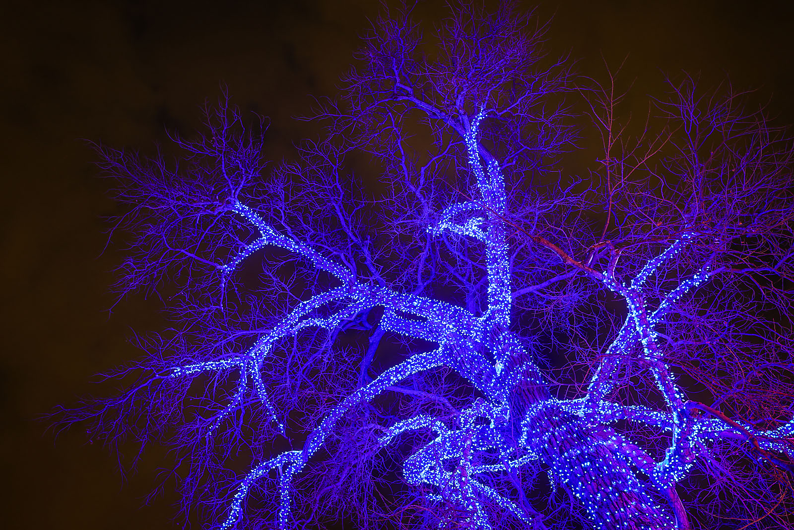 calgary zoolights event photographer sergei belski photo