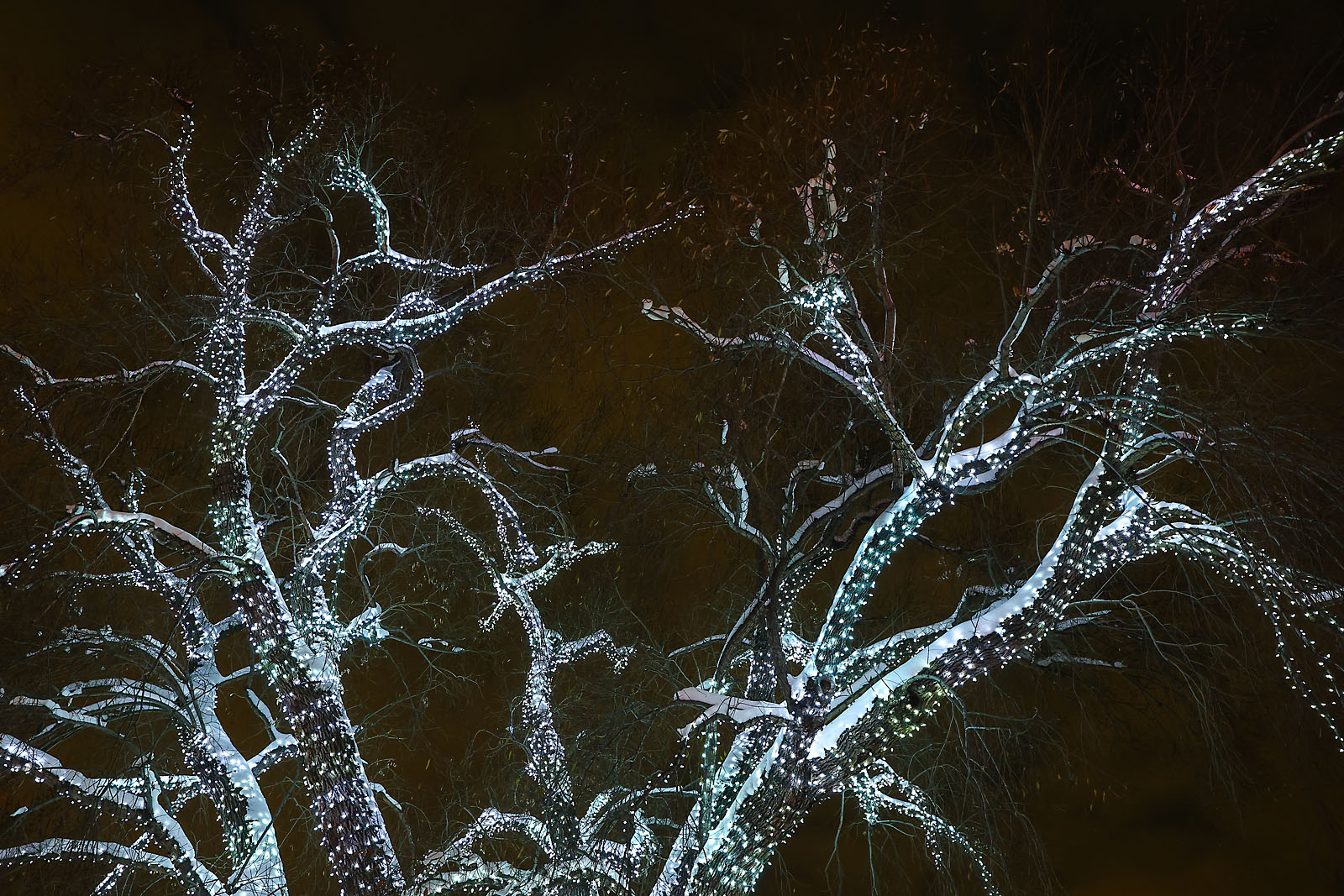 calgary zoolights event photographer sergei belski photo