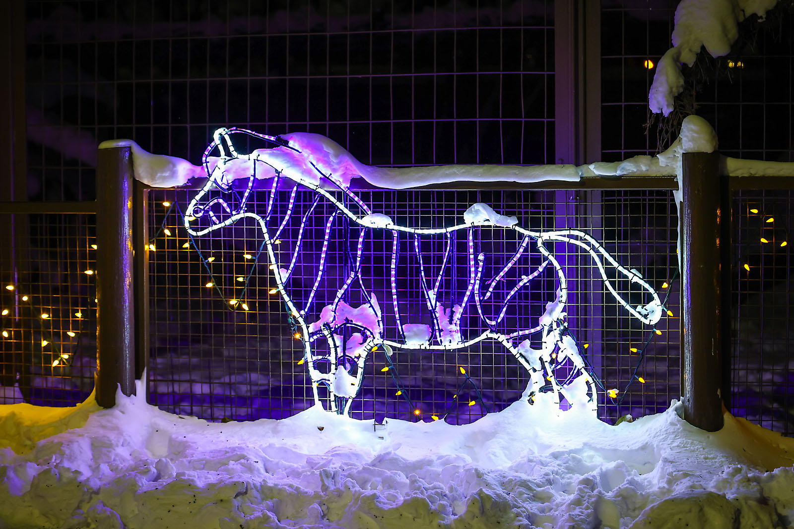 calgary zoolights event photographer sergei belski photo