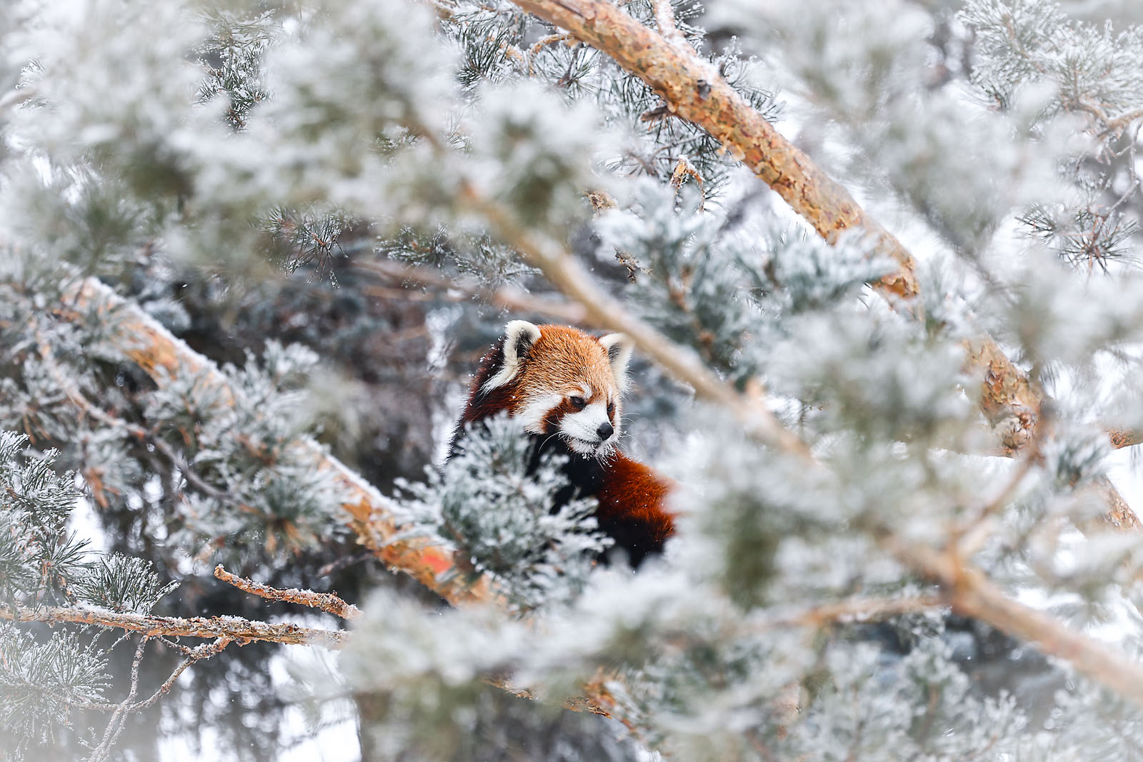 calgary zoo wildlife photographer sergei belski photo