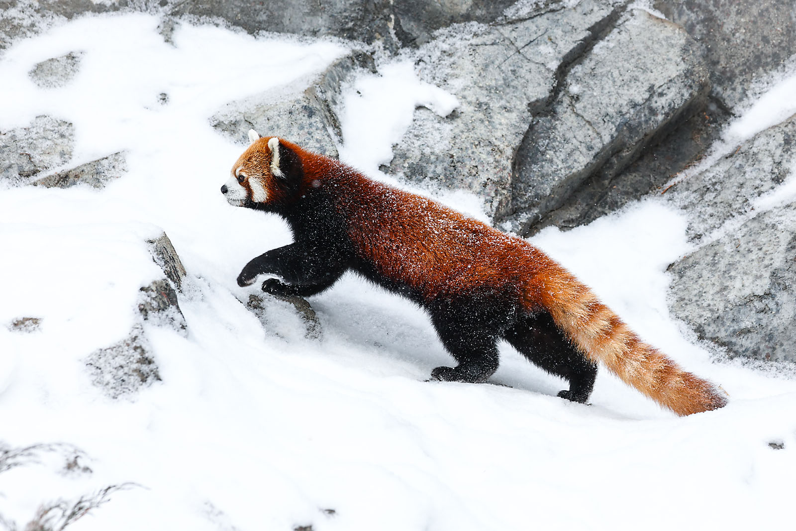 calgary zoo wildlife photographer sergei belski photo